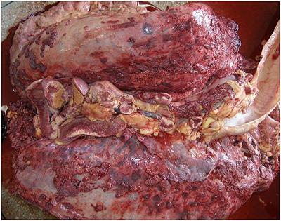 Genotypic Characterization of Mycobacterium bovis Isolates From Dairy Cattle Diagnosed With Clinical Tuberculosis